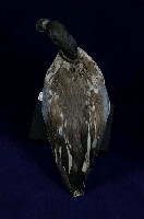 琵嘴鴨藏品圖，第8張